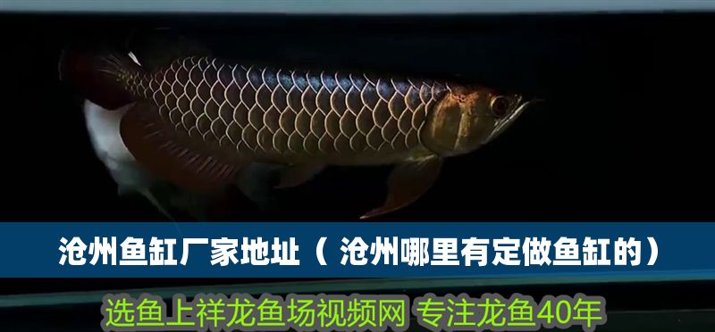 滄州魚缸廠家地址（ 滄州哪里有定做魚缸的） 滄州魚缸廠家地址（ 滄州哪里有定做魚缸的） 元寶鳳凰魚百科 第1張