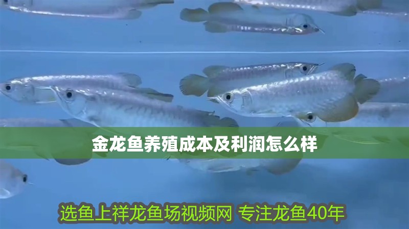 金龍魚養殖成本及利潤怎么樣