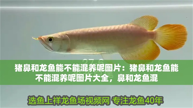 豬鼻和龍魚能不能混養呢圖片：豬鼻和龍魚能不能混養呢圖片大全，鼻和龍魚混
