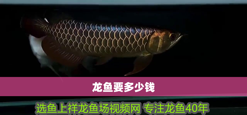 龍魚要多少錢