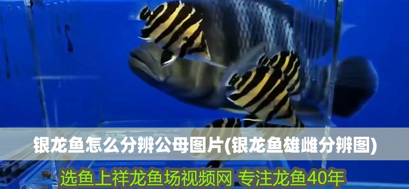 銀龍魚怎么分辨公母圖片(銀龍魚雄雌分辨圖)