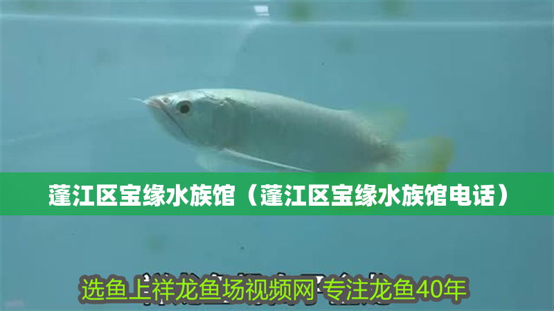 蓬江區寶緣水族館（蓬江區寶緣水族館電話）