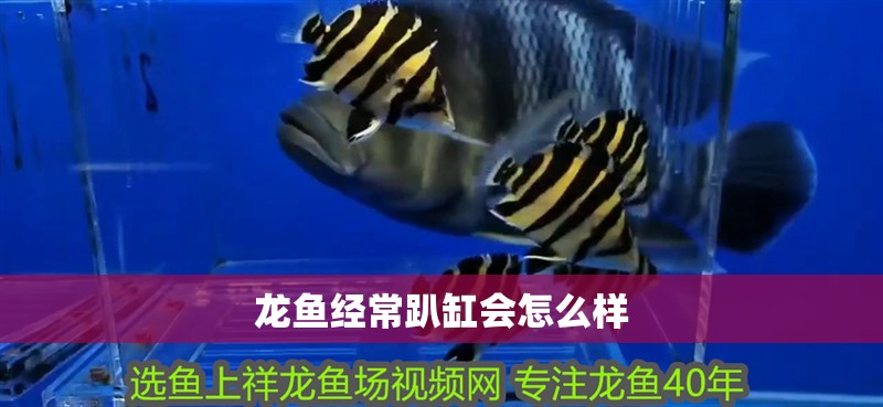 龍魚經(jīng)常趴缸會(huì)怎么樣