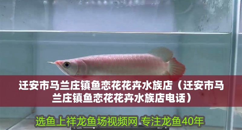 遷安市馬蘭莊鎮(zhèn)魚戀花花卉水族店（遷安市馬蘭莊鎮(zhèn)魚戀花花卉水族店電話）