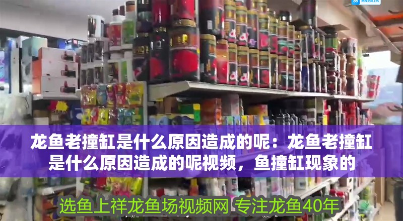 龍魚老撞缸是什么原因造成的呢：龍魚老撞缸是什么原因造成的呢視頻，魚撞缸現象的
