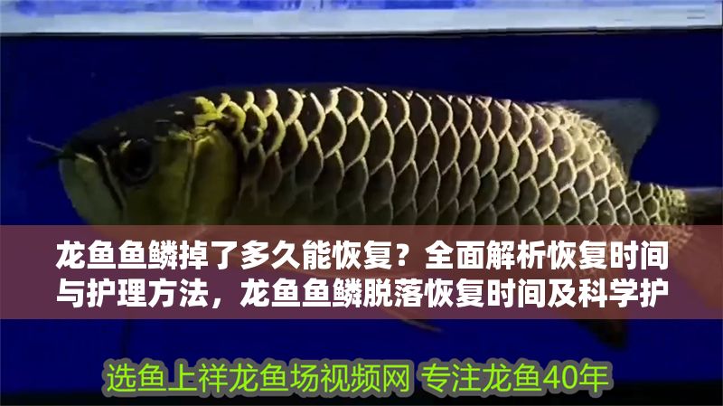 龍魚魚鱗掉了多久能恢復？全面解析恢復時間與護理方法，龍魚魚鱗脫落恢復時間及科學護理指南