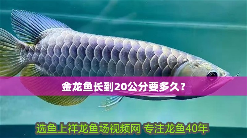 金龍魚長到20公分要多久？