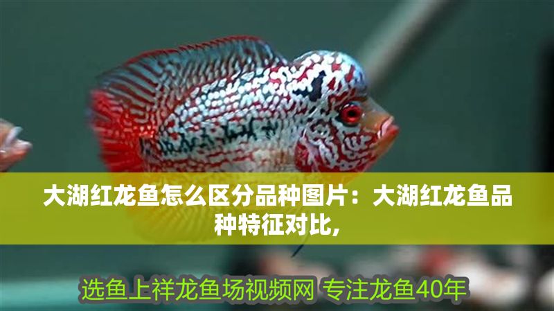 大湖紅龍魚怎么區分品種圖片：大湖紅龍魚品種特征對比,