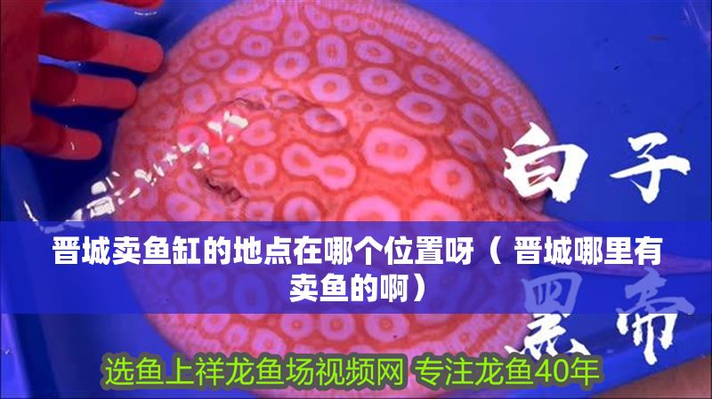 晉城賣魚缸的地點在哪個位置呀（ 晉城哪里有賣魚的啊）
