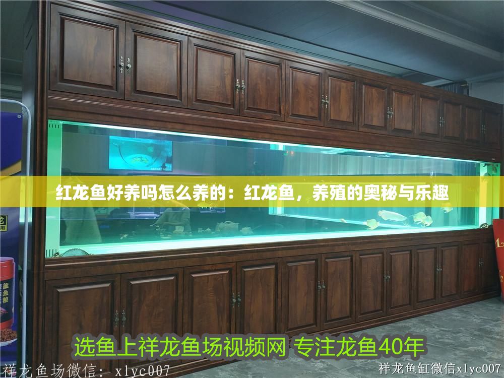 紅龍魚好養嗎怎么養的：紅龍魚，養殖的奧秘與樂趣