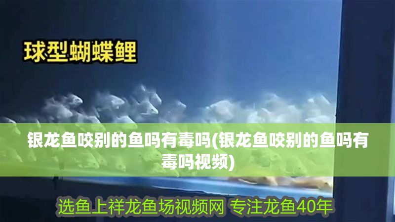銀龍魚咬別的魚嗎有毒嗎(銀龍魚咬別的魚嗎有毒嗎視頻)