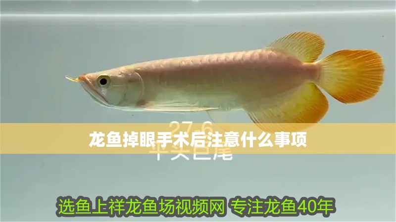 龍魚掉眼手術(shù)后注意什么事項(xiàng)