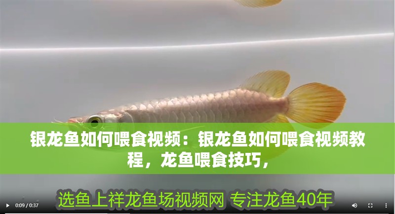 銀龍魚如何喂食視頻：銀龍魚如何喂食視頻教程，龍魚喂食技巧，