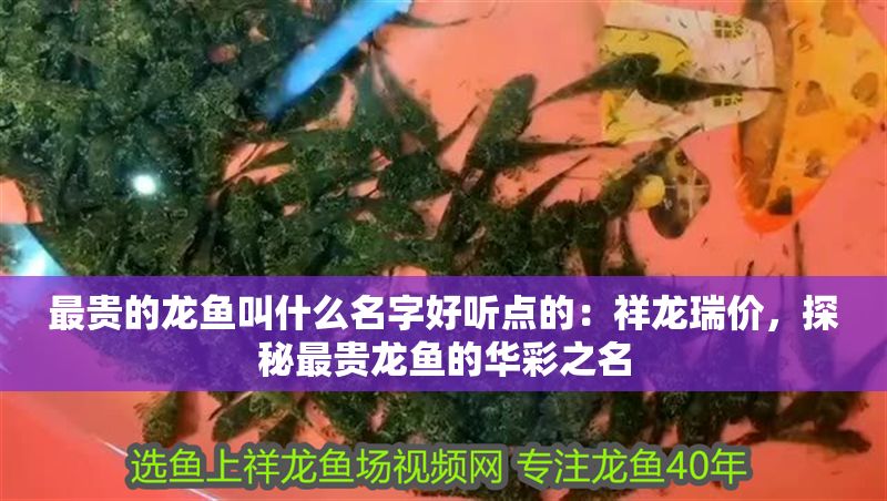 最貴的龍魚叫什么名字好聽點的：祥龍瑞價，探秘最貴龍魚的華彩之名