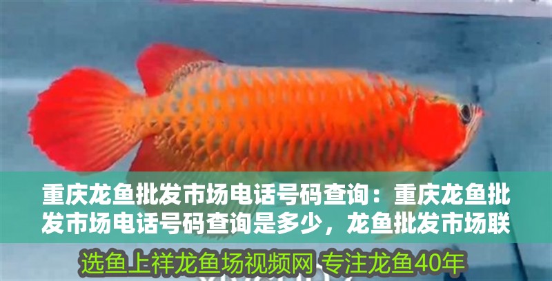 重慶龍魚批發市場電話號碼查詢：重慶龍魚批發市場電話號碼查詢是多少，龍魚批發市場聯系方式查詢