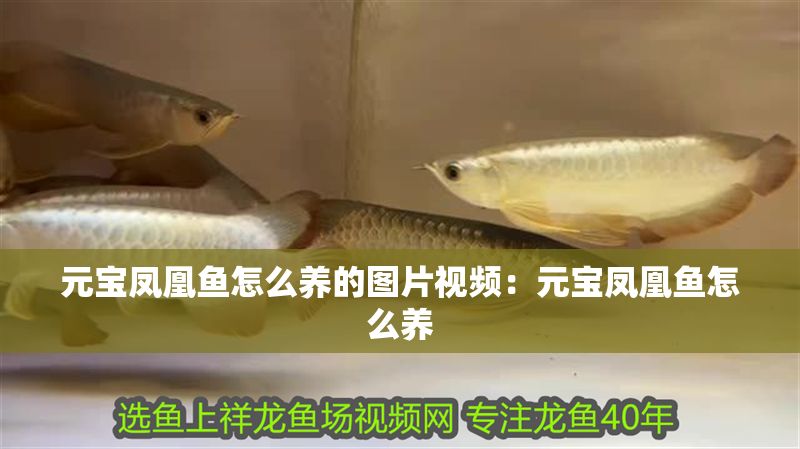元寶鳳凰魚怎么養的圖片視頻：元寶鳳凰魚怎么養