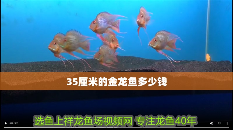 35厘米的金龍魚多少錢