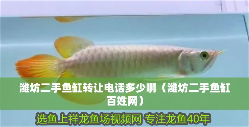 濰坊二手魚缸轉(zhuǎn)讓電話多少啊（濰坊二手魚缸百姓網(wǎng)）