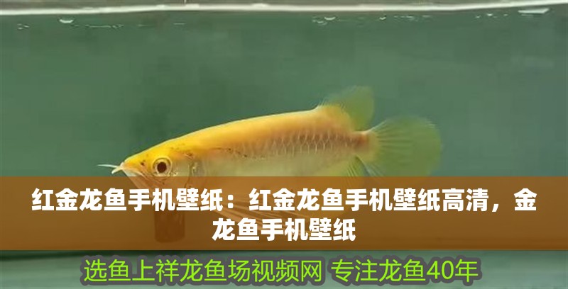 紅金龍魚手機(jī)壁紙:紅金龍魚手機(jī)壁紙高清,金龍魚手機(jī)壁紙 水族問答 紅金龍魚手機(jī)壁紙:紅金龍魚手機(jī)壁紙高清,金龍魚手機(jī)壁紙 紅金龍魚手機(jī)壁紙:紅金龍魚手機(jī)壁紙高清,金龍魚手機(jī)壁紙 水族問答