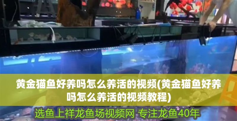 黃金貓魚好養嗎怎么養活的視頻(黃金貓魚好養嗎怎么養活的視頻教程)