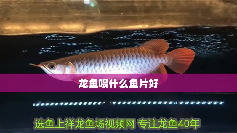 龍魚喂什么魚片好
