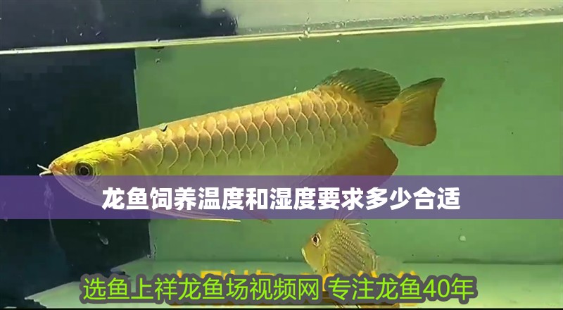 龍魚飼養溫度和濕度要求多少合適