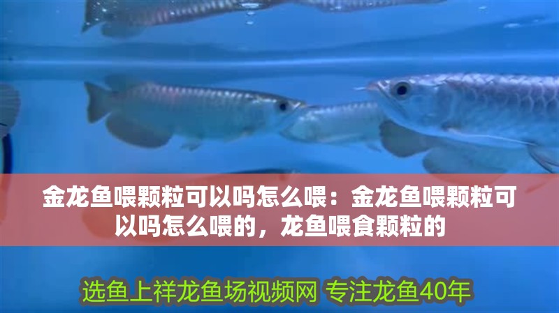 金龍魚喂顆?？梢詥嵩趺次梗航瘕堲~喂顆?？梢詥嵩趺次沟模堲~喂食顆粒的