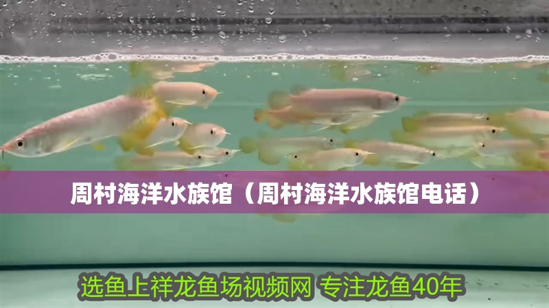 周村海洋水族館（周村海洋水族館電話）
