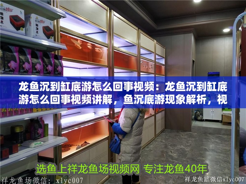 龍魚沉到缸底游怎么回事視頻：龍魚沉到缸底游怎么回事視頻講解，魚沉底游現象解析，視頻教程