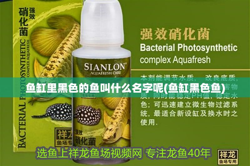 魚缸里黑色的魚叫什么名字呢(魚缸黑色魚)