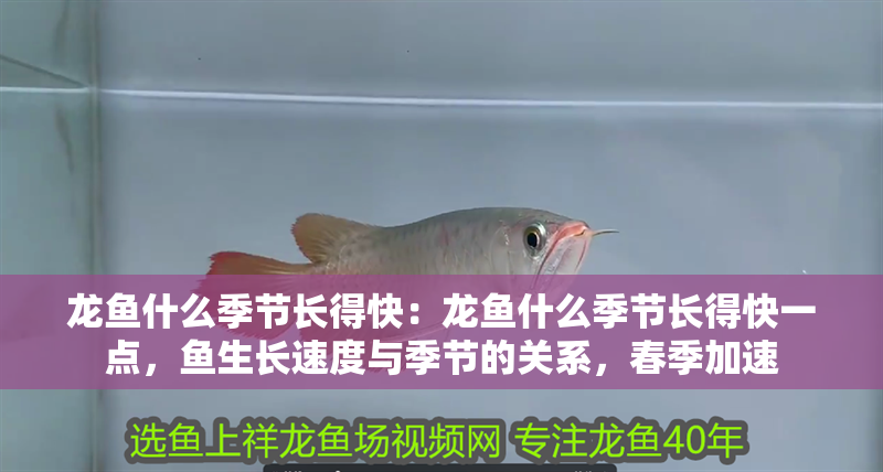 龍魚什么季節(jié)長得快：龍魚什么季節(jié)長得快一點(diǎn)，魚生長速度與季節(jié)的關(guān)系，春季加速
