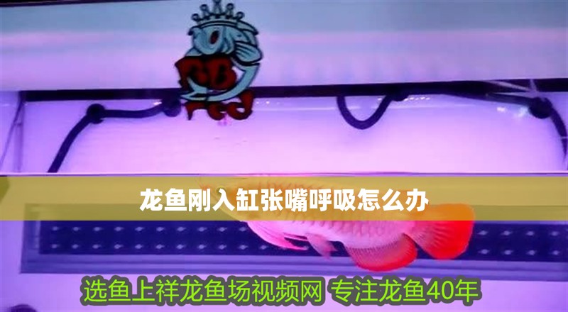 龍魚剛入缸張嘴呼吸怎么辦