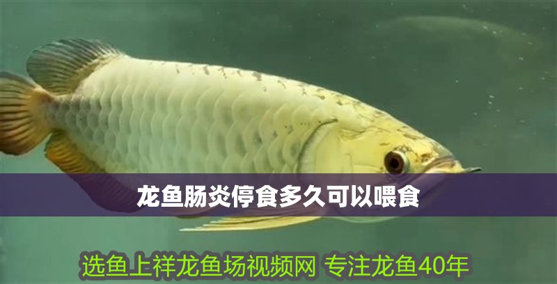 龍魚腸炎停食多久可以喂食 龍魚腸炎停食多久可以喂食 龍魚百科 第2張