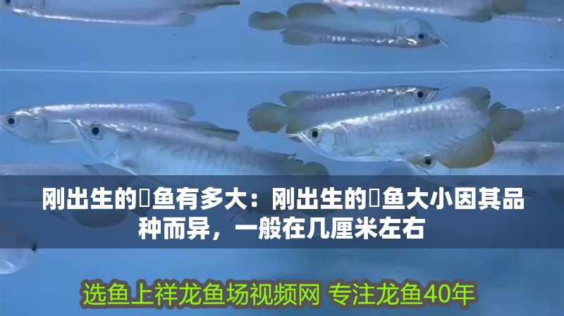 剛出生的魟魚有多大：剛出生的魟魚大小因其品種而異，一般在幾厘米左右