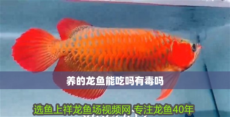 養(yǎng)的龍魚能吃嗎有毒嗎