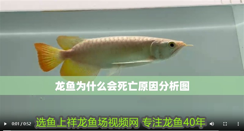 龍魚(yú)為什么會(huì)死亡原因分析圖