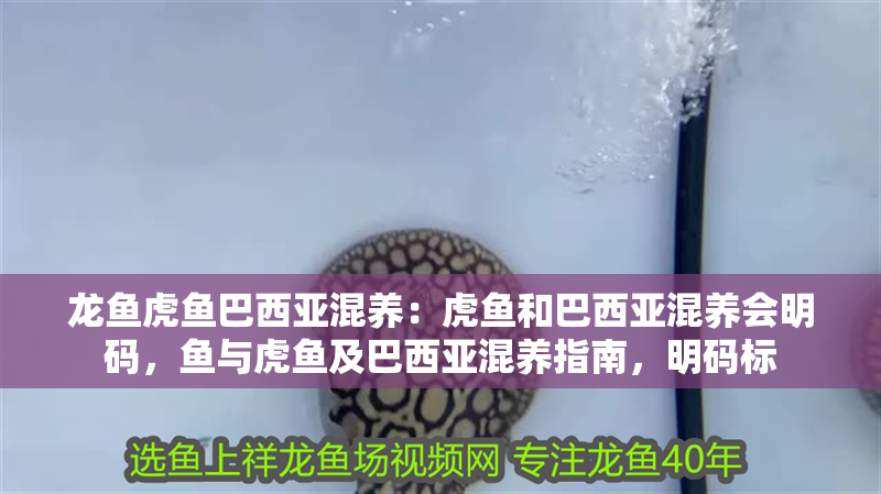 龍魚虎魚巴西亞混養：虎魚和巴西亞混養會明碼，魚與虎魚及巴西亞混養指南，明碼標