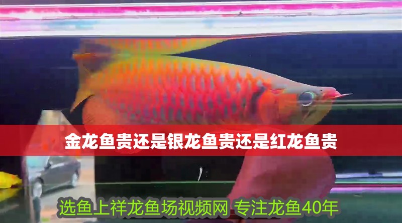 金龍魚貴還是銀龍魚貴還是紅龍魚貴 金龍魚貴還是銀龍魚貴還是紅龍魚貴 龍魚百科 第2張