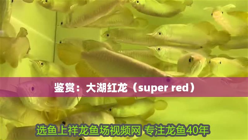 鑒賞：大湖紅龍（super red）