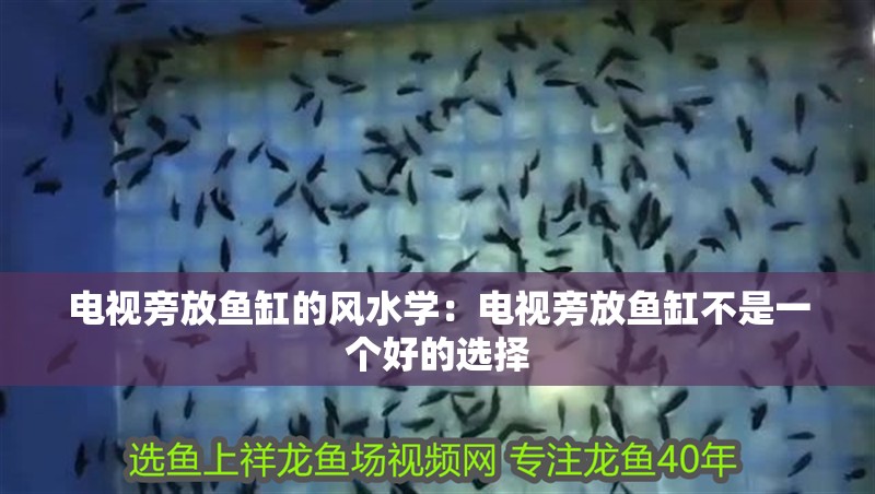 魚(yú)缸用增氧泵價(jià)格是多少:魚(yú)缸增氧機(jī)-xtrac增氧機(jī)-xtrac增氧機(jī) 電視旁放魚(yú)缸的風(fēng)水學(xué):電視旁放魚(yú)缸不是一個(gè)好的選擇 魚(yú)缸百科 電視旁放魚(yú)缸的風(fēng)水學(xué):電視旁放魚(yú)缸不是一個(gè)好的選擇 電視旁放魚(yú)缸的風(fēng)水學(xué):電視旁放魚(yú)缸不是一個(gè)好的選擇 魚(yú)缸百科