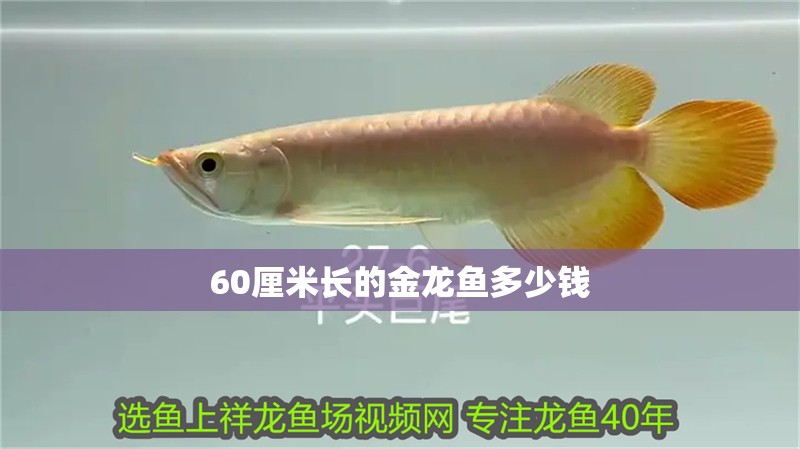 60厘米長的金龍魚多少錢