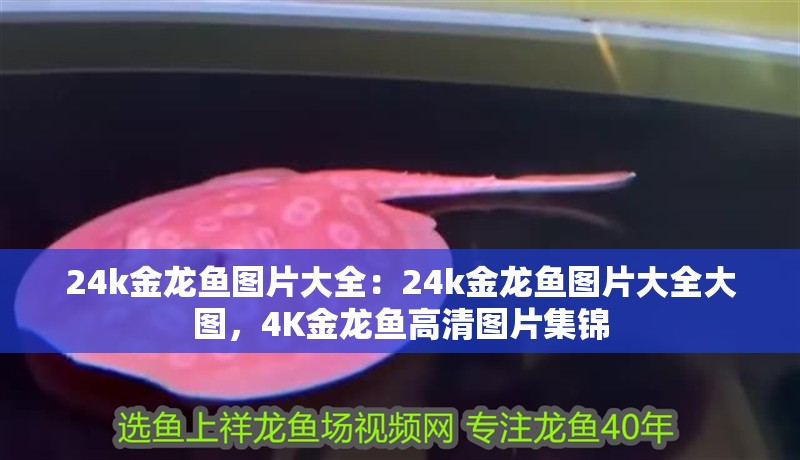 24k金龍魚圖片大全：24k金龍魚圖片大全大圖，4K金龍魚高清圖片集錦