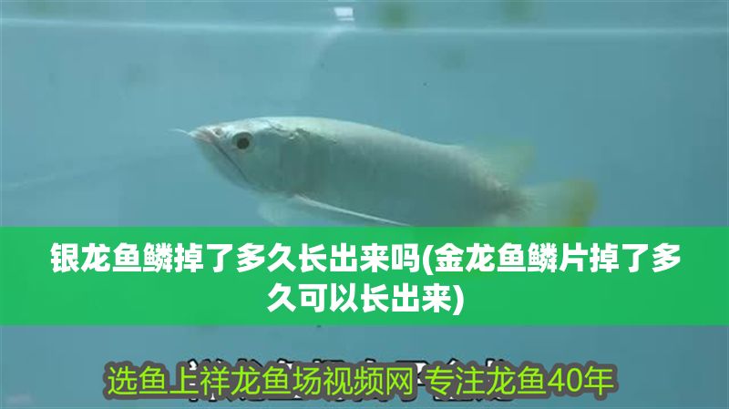 銀龍魚鱗掉了多久長出來嗎(金龍魚鱗片掉了多久可以長出來)