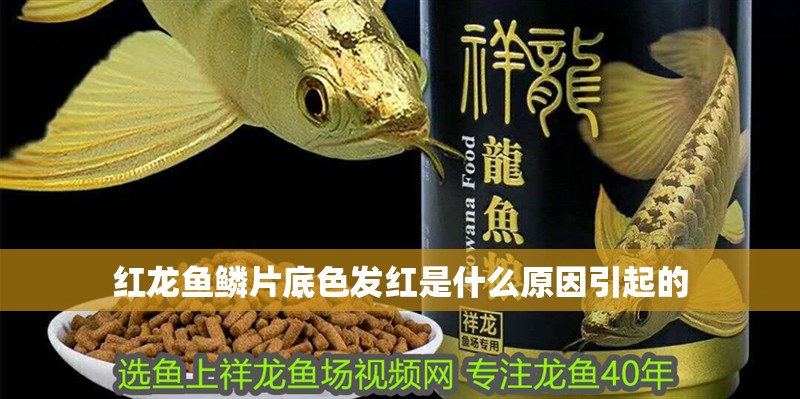 紅龍魚鱗片底色發紅是什么原因引起的