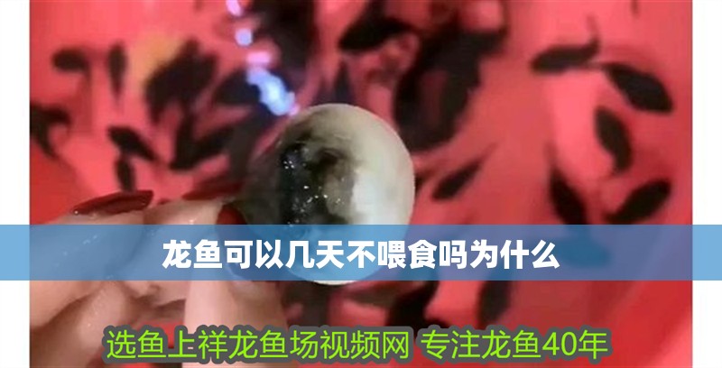 龍魚可以幾天不喂食嗎為什么