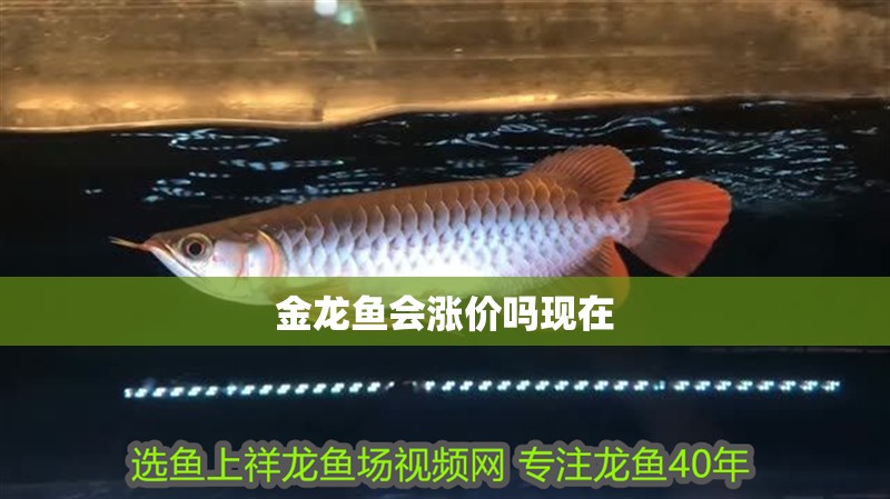 金龍魚會(huì)漲價(jià)嗎現(xiàn)在 金龍魚會(huì)漲價(jià)嗎現(xiàn)在 龍魚百科 第4張