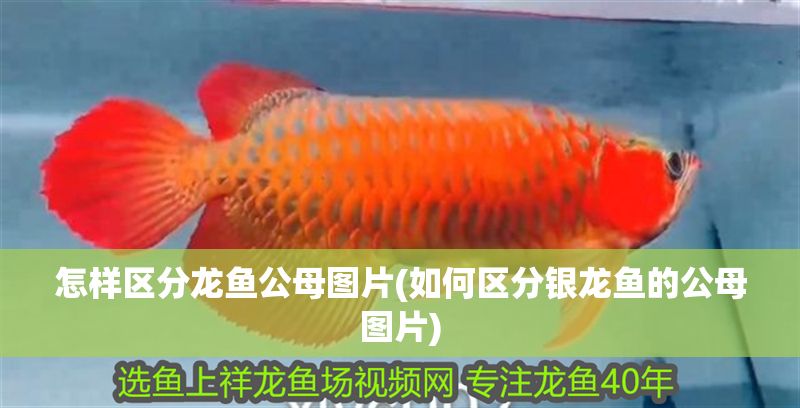 怎樣區分龍魚公母圖片(如何區分銀龍魚的公母圖片)