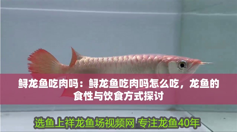 龍魚什么缸養(yǎng)最合適呢