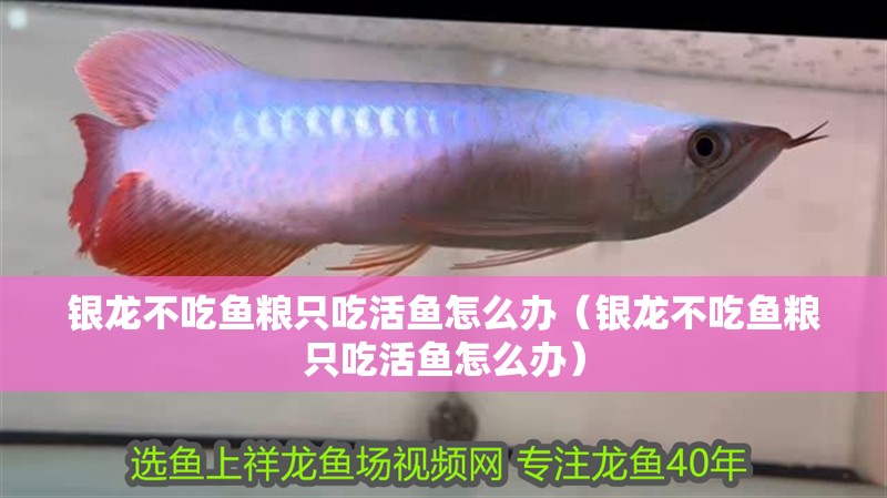 銀龍不吃魚(yú)糧只吃活魚(yú)怎么辦（銀龍不吃魚(yú)糧只吃活魚(yú)怎么辦）