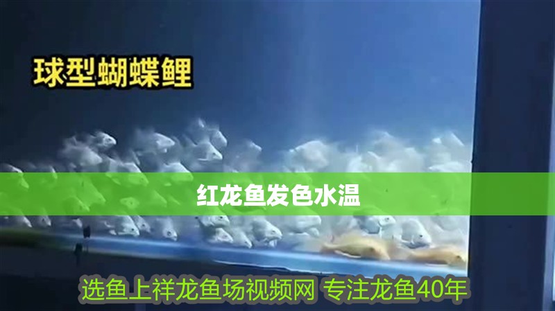 紅龍魚發色水溫